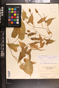 Calystegia sepium subsp. americana image