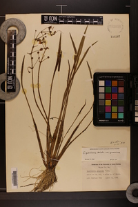 Sagittaria graminea image