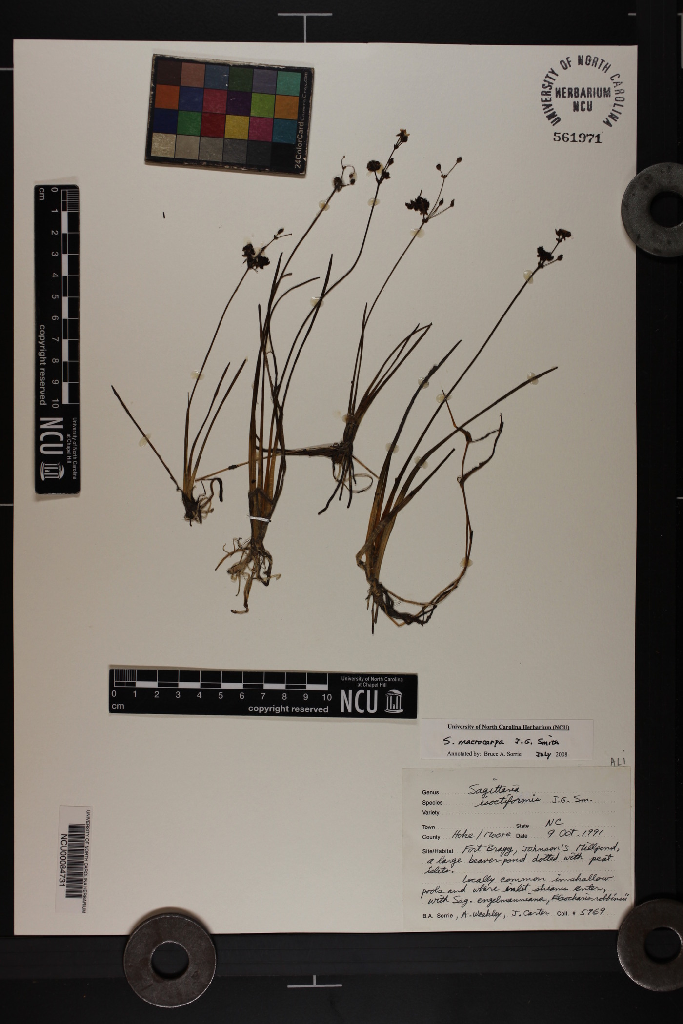 Sagittaria macrocarpa image