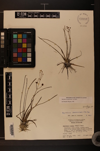 Sagittaria isoetiformis image