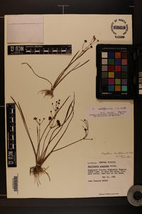 Sagittaria isoetiformis image