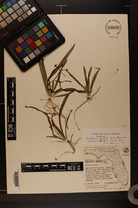 Sagittaria subulata image