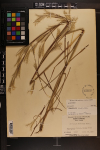 Andropogon ternarius image