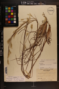 Andropogon ternarius image