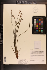 Sisyrinchium mucronatum image