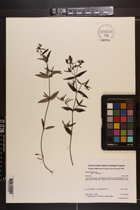 Houstonia purpurea var. purpurea image