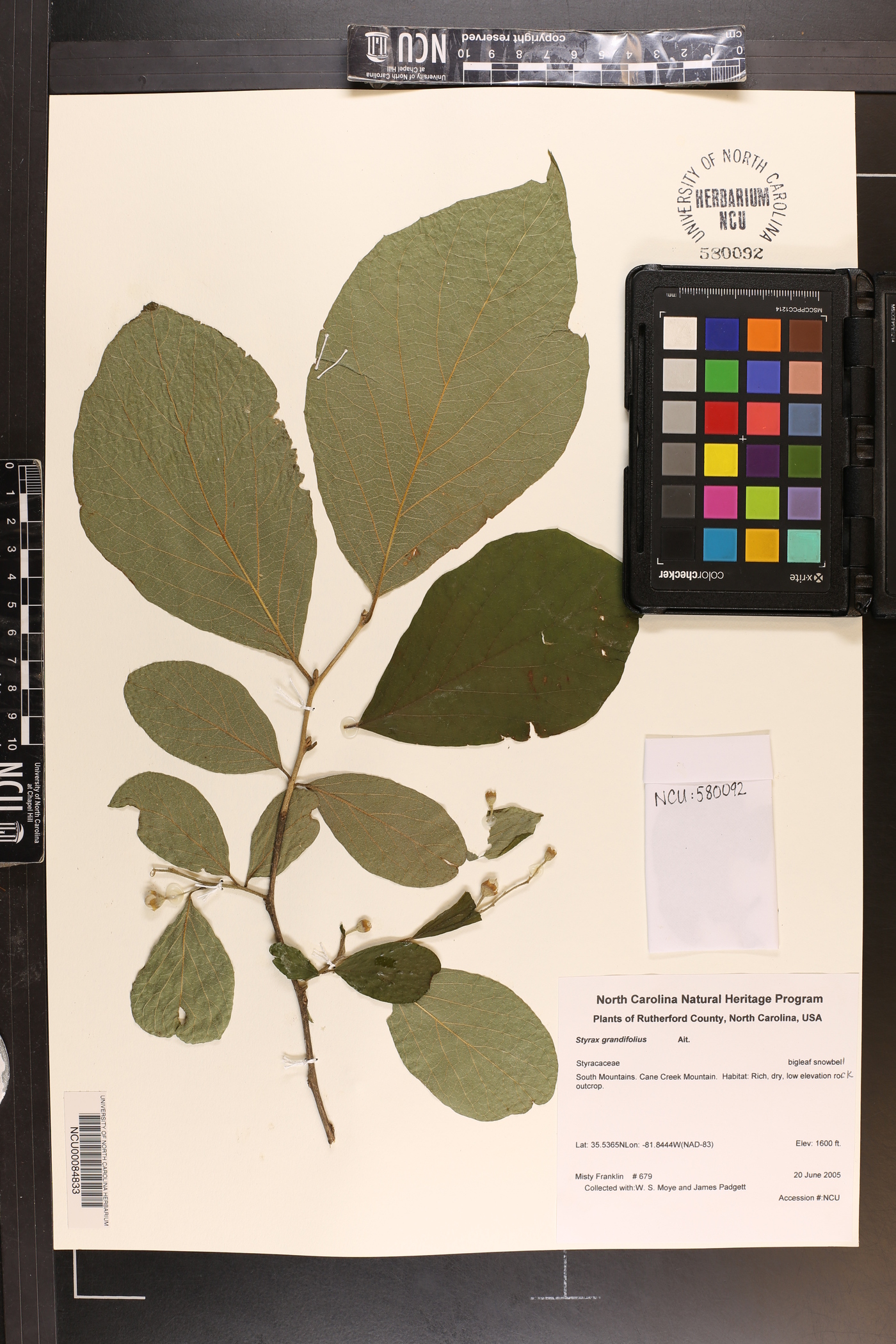 Styrax grandifolius image