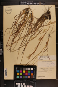 Andropogon tracyi image