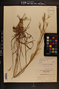 Andropogon tracyi image