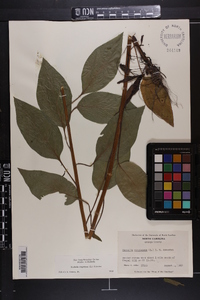 Hackelia virginiana image