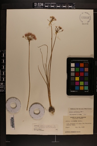 Allium canadense var. mobilense image