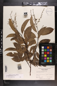 Oxydendrum arboreum image