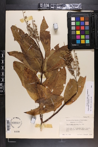 Oxydendrum arboreum image