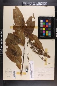 Oxydendrum arboreum image