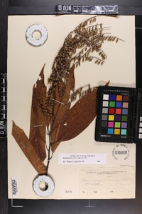 Oxydendrum arboreum image