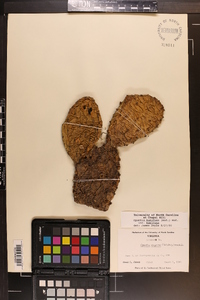 Opuntia humifusa image