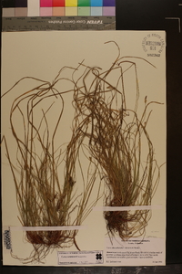 Carex emmonsii image