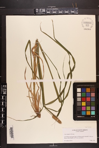 Carex typhina image