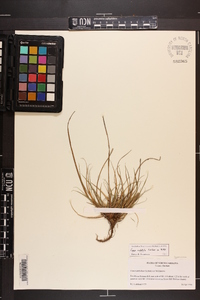 Carex umbellata image