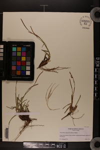 Eremochloa ophiuroides image