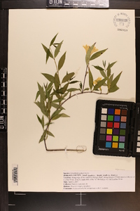 Gelsemium sempervirens image