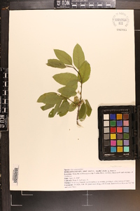 Ilex amelanchier image