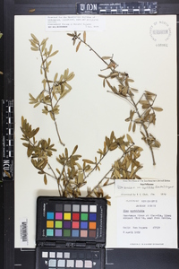 Ilex myrtifolia image