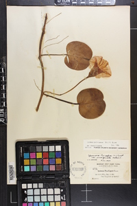 Ipomoea pes-caprae image