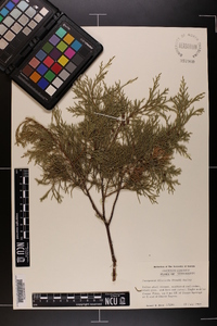 Juniperus silicicola image