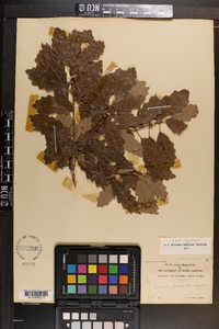 Quercus prinoides image