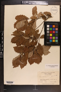 Quercus prinoides image