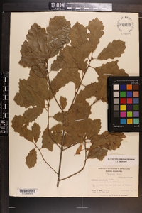 Quercus prinoides image