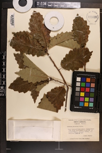 Quercus prinoides image