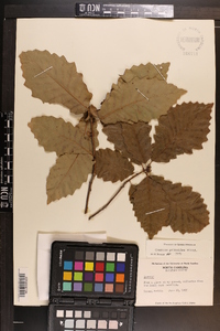 Quercus prinoides image