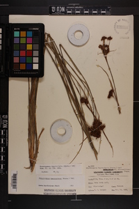Rhynchospora fascicularis image