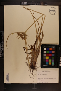 Cyperus virens image