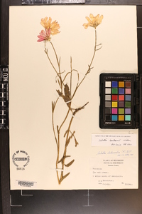 Sabatia bartramii image