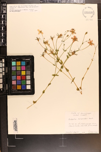 Sabatia campestris image