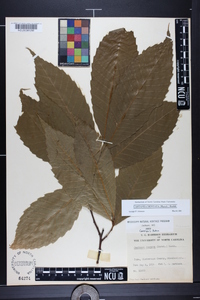 Castanea dentata image