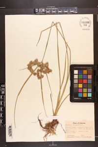 Cyperus pseudovegetus image