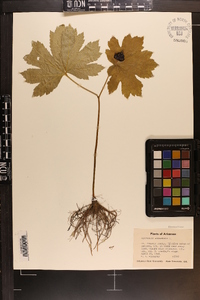 Hydrastis canadensis image