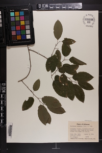 Berchemia scandens image