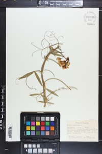 Lathyrus sylvestris image