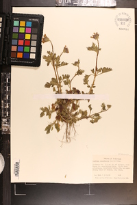 Glandularia canadensis image