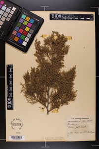 Juniperus silicicola image