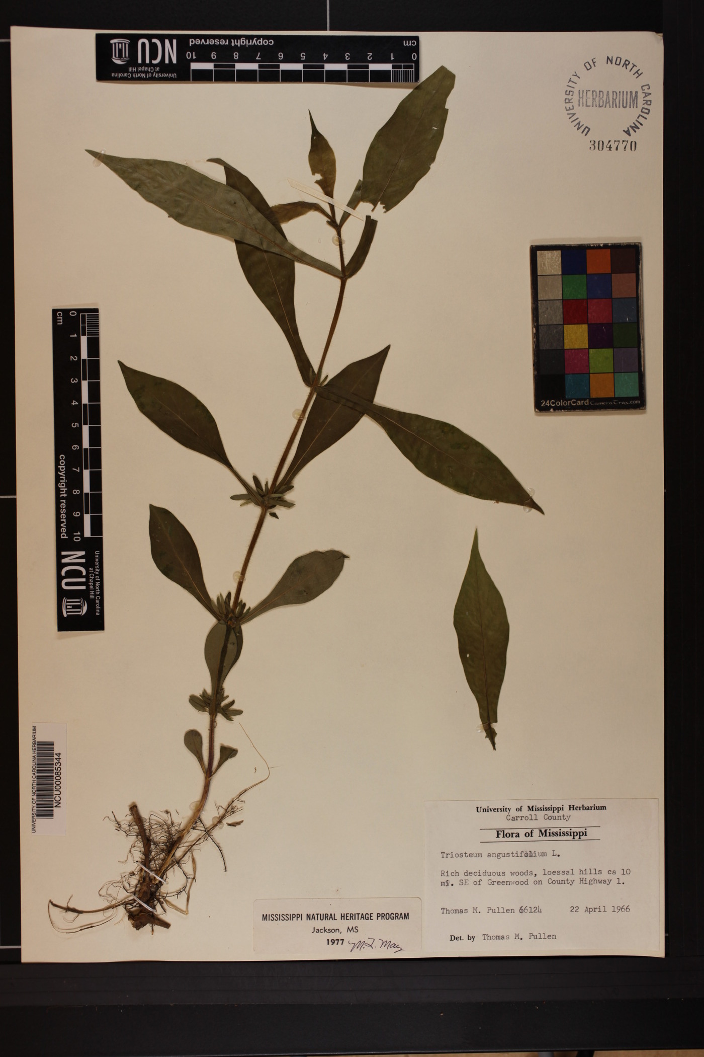 Triosteum angustifolium image