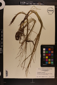 Eleocharis flavescens image