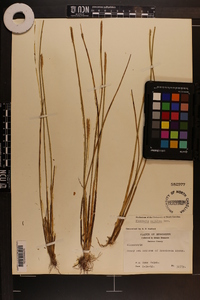 Eleocharis cellulosa image