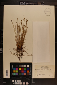 Eleocharis albida image