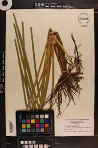 Eleocharis equisetoides image